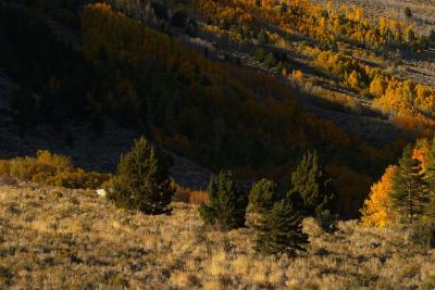 Sierra-Nevada-Mountains30.jpg