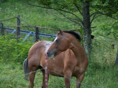 The Mare