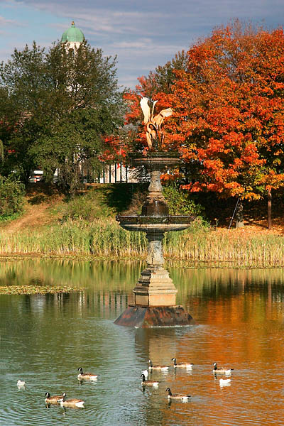 Frog pond fountain