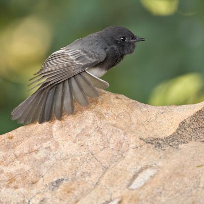 Olive sided Flycatcher stretching_MG_0990_rsz650.jpg