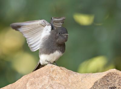 Black Phoebe stretching_MG_0993_rsz.jpg