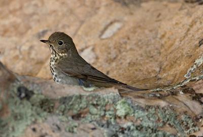 Hermit Thrush bathing_MG_1007_rsz650.jpg