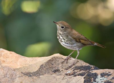 Hermit Thrush_MG_0957_rsz.jpg