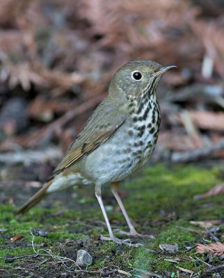 Hermit Thrush_MG_1081_cln_rsz650.jpg
