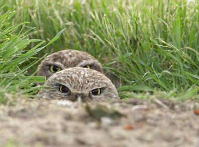Burrowing owls_MG_2145 rsz.jpg