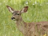 Mule Deer eating flowers_MG_2056 rsz.jpg