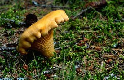 Mushrooms2.jpg