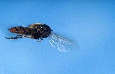 Episyrphus  balteatus in the air