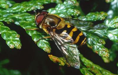 Male ----Syrphus ribesii