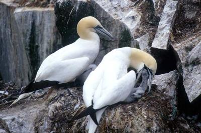 Gannets