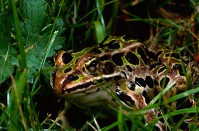 Northen Leopard Frog.jpg