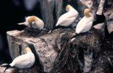 Gannets 3