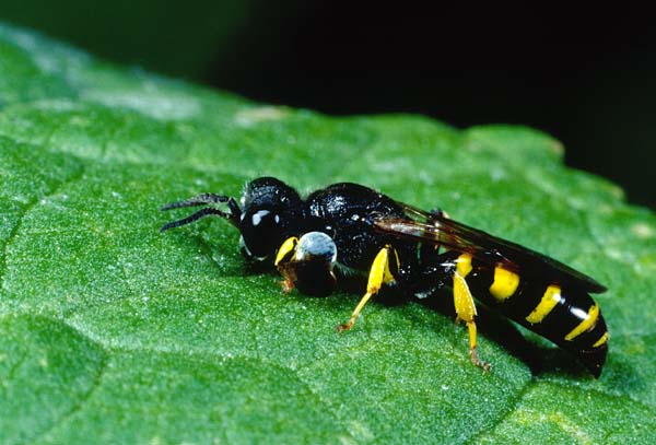 male Crabro sp., family Sphecidae