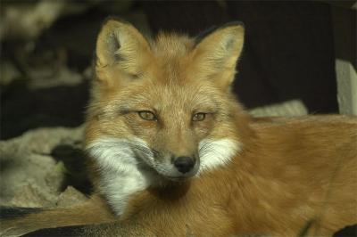 fox1.jpg