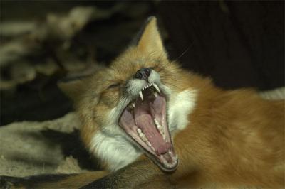 fox2.jpg
