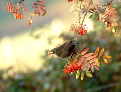 Female Blackbird with last of the Autumn fruit
