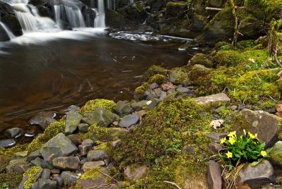 Primroses on the banks of the Garwnant Fawr