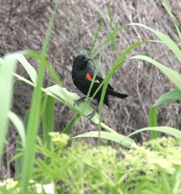 Red-winged Blackbird