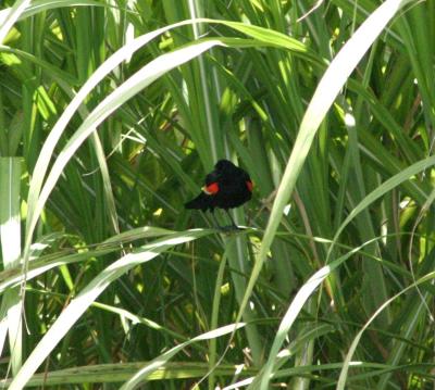 IMG_0539a.jpg