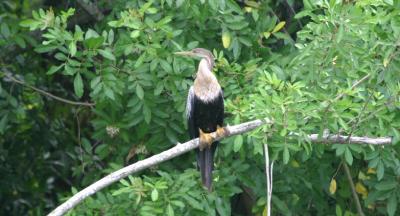 Female Anhinga