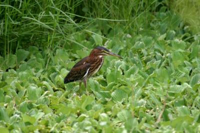 An immature (probably 3rd year) Green Heron
