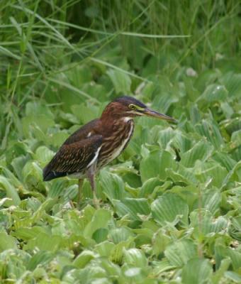 An immature (probably 3rd year) Green Heron