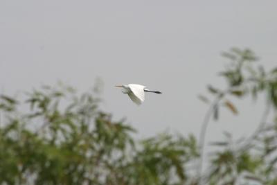 Great Egret