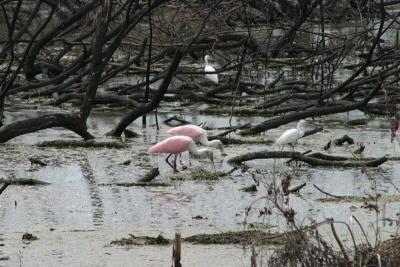 Roseate Spoonbills