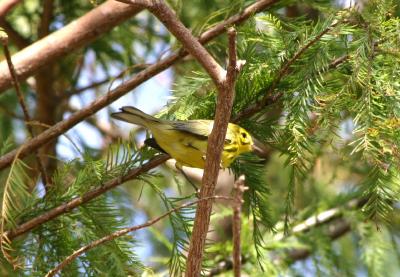 Prairie Warbler