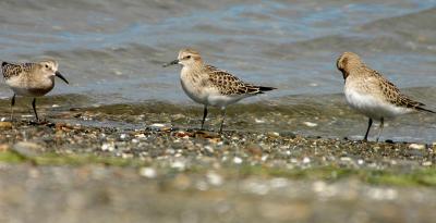 3 Baird's Sandpipers