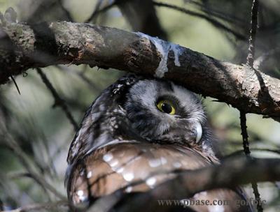 Boreal owl.  Hiding.