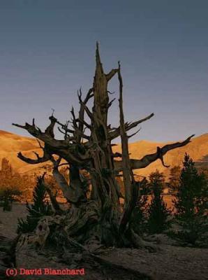 Bristlecone Pines - Worlds Oldest Trees