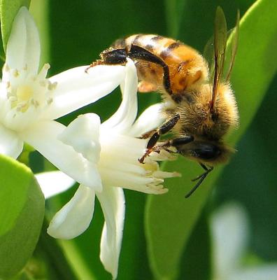 Bee on Kumquat Blossom
