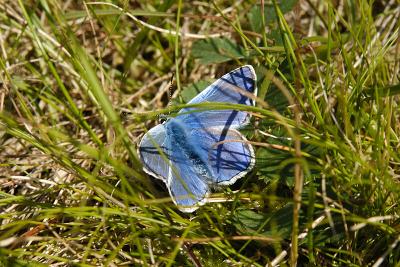 Common Blue