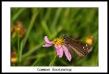 Common Sootywing