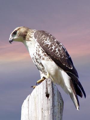 Red-tailed Hawk 01