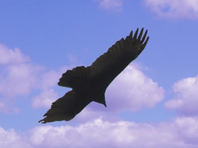 Turkey Vulture 02