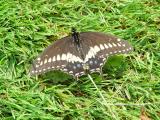 Eastern Black Swallowtail 01
