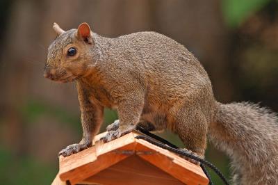 The Birdfeeder Bandit Caught in the Act