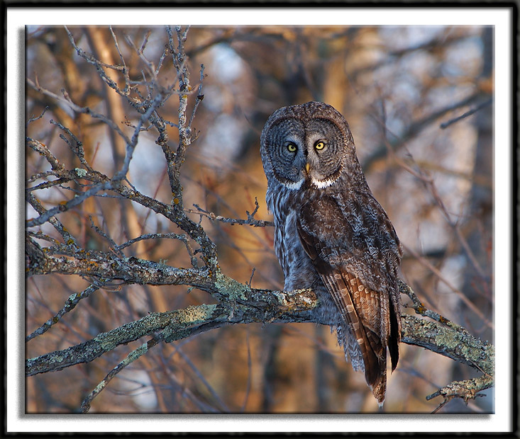 The Late Afternoon Roost