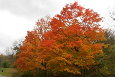 CRW_2337.jpg