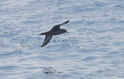 Sooty Shearwater