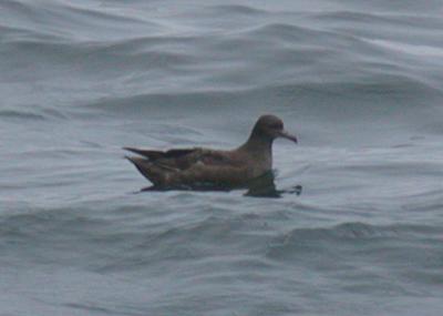 Sooty Shearwater