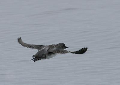 Cassin's Auklet