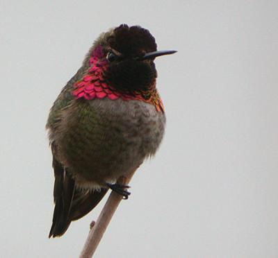 u34/gtepke/medium/22432729.021227AnnasHummingbird0078.jpg