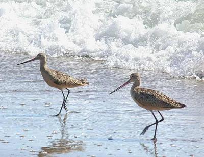 Marbled Godwit
