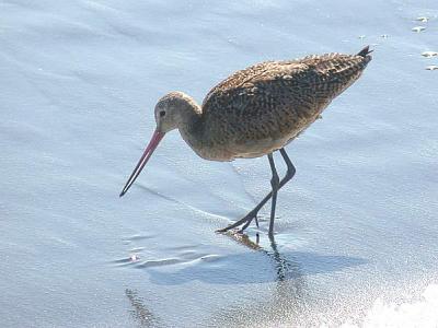 Marbled Godwit