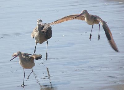 Marbled Godwit