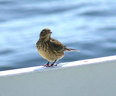 American Pipit