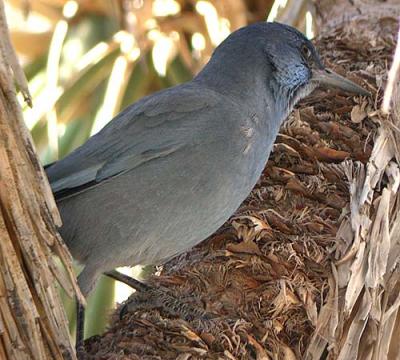 Pinyon Jay